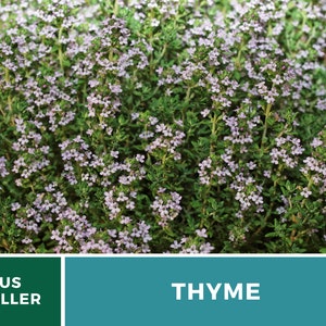 May include: A close-up image of a patch of thyme with small, light purple flowers. The text "THYME" is in white letters on a teal background.