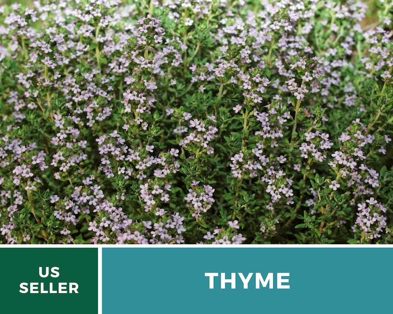May include: A close-up image of a patch of thyme with small, light purple flowers. The text "THYME" is in white letters on a teal background.