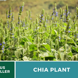 Chia 250 Seeds Heirloom Culinary & Medicinal Herb Superfood Non-GMO Salvia hispanica image 7