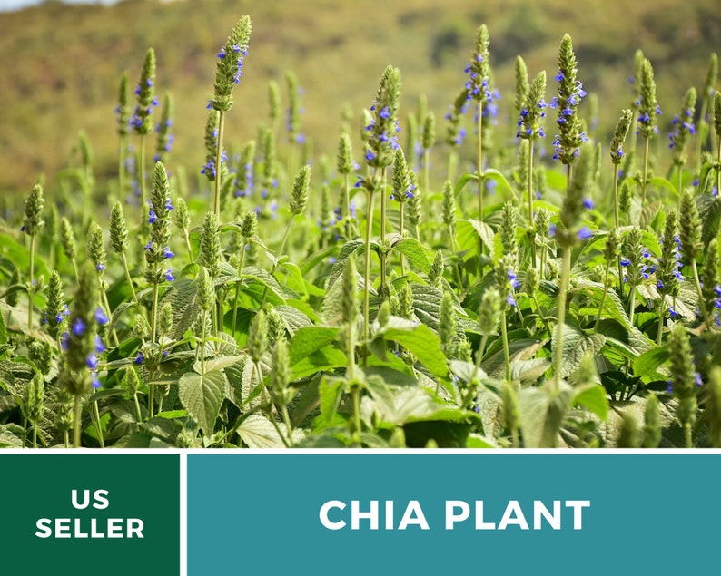 Chia 250 Seeds Heirloom Culinary & Medicinal Herb Superfood Non-GMO Salvia hispanica image 7