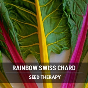 May include: Close-up of Rainbow Swiss Chard leaves with vibrant colors. The leaves are green with yellow, red, and purple stems. The text "RAINBOW SWISS CHARD" and "SEED THERAPY" is displayed on the image.