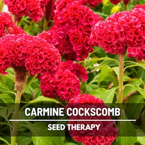 Cockscomb Carmine Seeds – Heirloom Ornamental Flower, Landscape Plant, Celosia Cristata, Easy to Grow | 25 Seeds