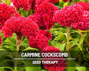 Cockscomb Carmine Seeds – Heirloom Ornamental Flower, Landscape Plant, Celosia Cristata, Easy to Grow | 25 Seeds