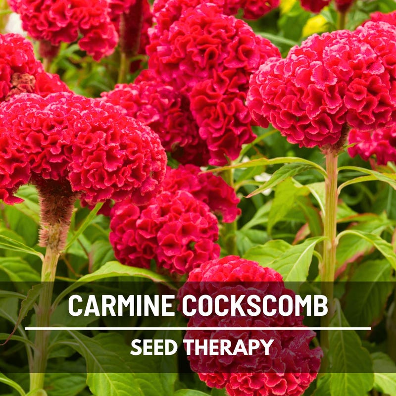 Cockscomb - Etsy