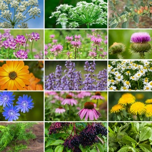 Jardín de supervivencia, Colección de hierbas medicinales 40 variedades de semillas Reliquia, Sin OGM, Regalo de jardín, Jardín de emergencia, Envío gratuito imagen 2