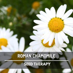 Roman Chamomile (Chamaemelum nobile) patch of flowers blooming in garden bed with delicate green foliage - Seed Therapy