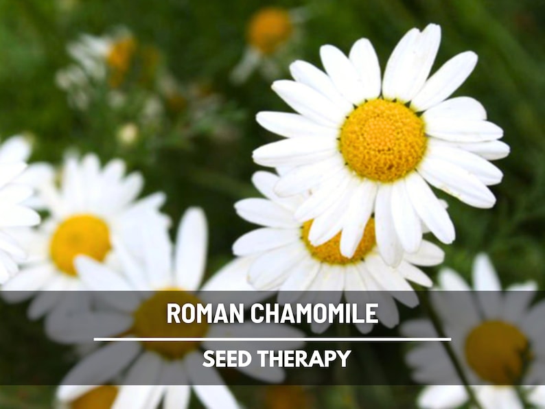 Roman Chamomile (Chamaemelum nobile) patch of flowers blooming in garden bed with delicate green foliage - Seed Therapy