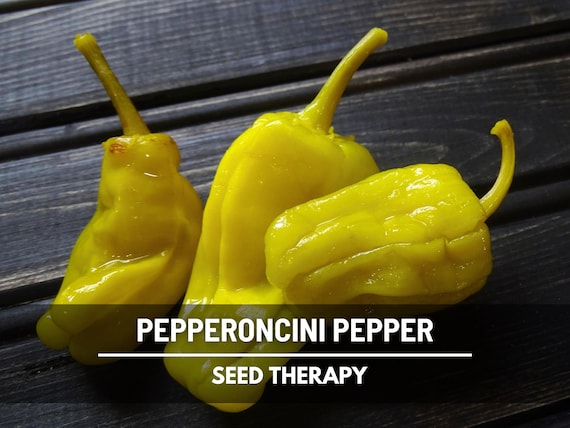 Pepperoncini Pepper Seeds – Heirloom Mild & Tangy Pepper, Classic for Pickling, Open Pollinated | 25 Seeds