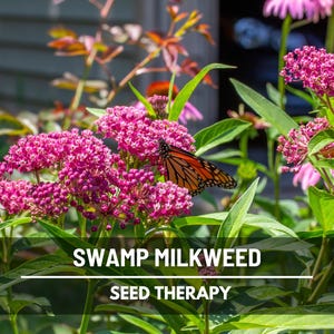 Swamp Milkweed Seeds (Pink) – Heirloom Flower, Fragrant and Pink Blooms, Attracts Butterflies and Bees (Asclepias incarnata) | 50 Seeds