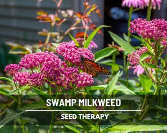 Swamp Milkweed Seeds - Heirloom Pink Flower, Monarch Host Plant (50 Seeds)