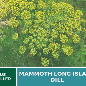 May include: Close-up of a plant with yellow flowers and green leaves. The plant is labeled "MAMMOTH LONG ISLAND DILL" and "US SELLER".