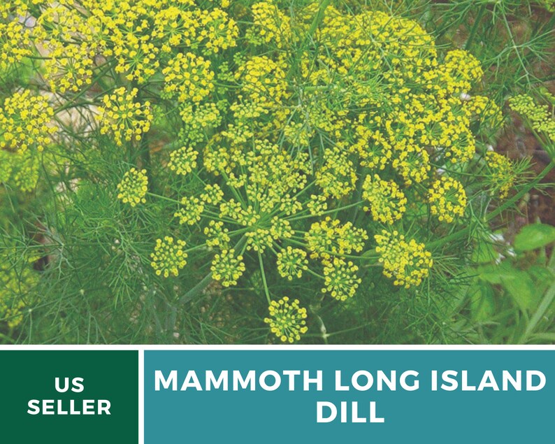 May include: Close-up of a plant with yellow flowers and green leaves. The plant is labeled "MAMMOTH LONG ISLAND DILL" and "US SELLER".
