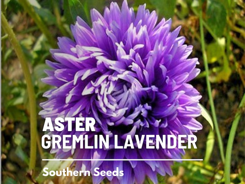 May include: A close-up of a purple aster flower with white tips on the petals. The flower is in bloom and has a vibrant color. The text "ASTER GREMLIN LAVENDER" is visible below the flower.