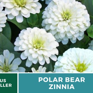 May include: Close-up of white zinnia flowers with green leaves. The flowers have a light green center and are arranged in a cluster. The text "POLAR BEAR ZINNIA" is displayed below the image.