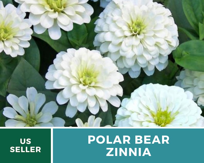 May include: Close-up of white zinnia flowers with green leaves. The flowers have a light green center and are arranged in a cluster. The text "POLAR BEAR ZINNIA" is displayed below the image.