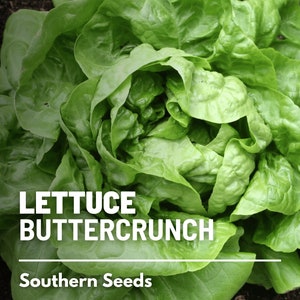 Lettuce, Buttercrunch - 500 Seeds - Heirloom Vegetable - Open Pollinated - Non-GMO (Lactuca sativa)