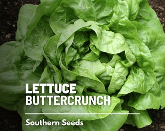 Lettuce, Buttercrunch - 500 Seeds - Heirloom Vegetable - Open Pollinated - Non-GMO (Lactuca sativa)