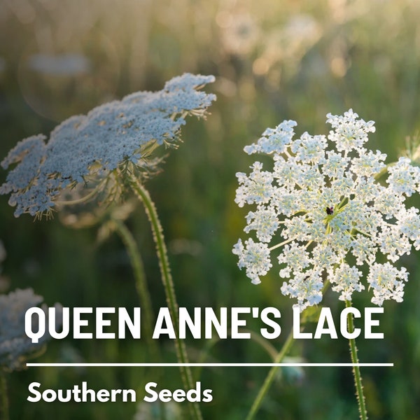 Queen Anne's Lace - 100 Seeds - Heirloom Flower - Delicate White Flowers - Used in Arrangements and Floral Designs (Daucus carota)