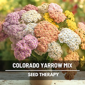 Yarrow Colorado Mix Seeds – Heirloom Medicinal Herb, Fragrant Colorful Blooms, Pollinator Friendly, Easy to Grow | 50 Seeds