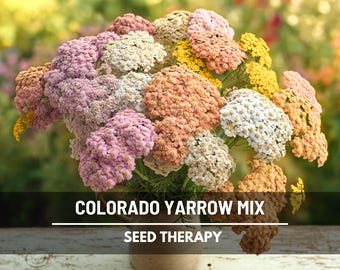 Yarrow Colorado Mix Seeds – Heirloom Medicinal Herb, Fragrant Colorful Blooms, Pollinator Friendly, Easy to Grow | 50 Seeds