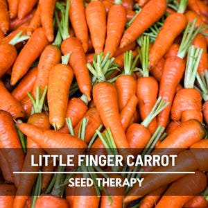 Little Finger Carrot Seeds – Heirloom Baby Carrot, Open Pollinated & Non-GMO, Sweet Flavor, Early Variety | 250 Seeds
