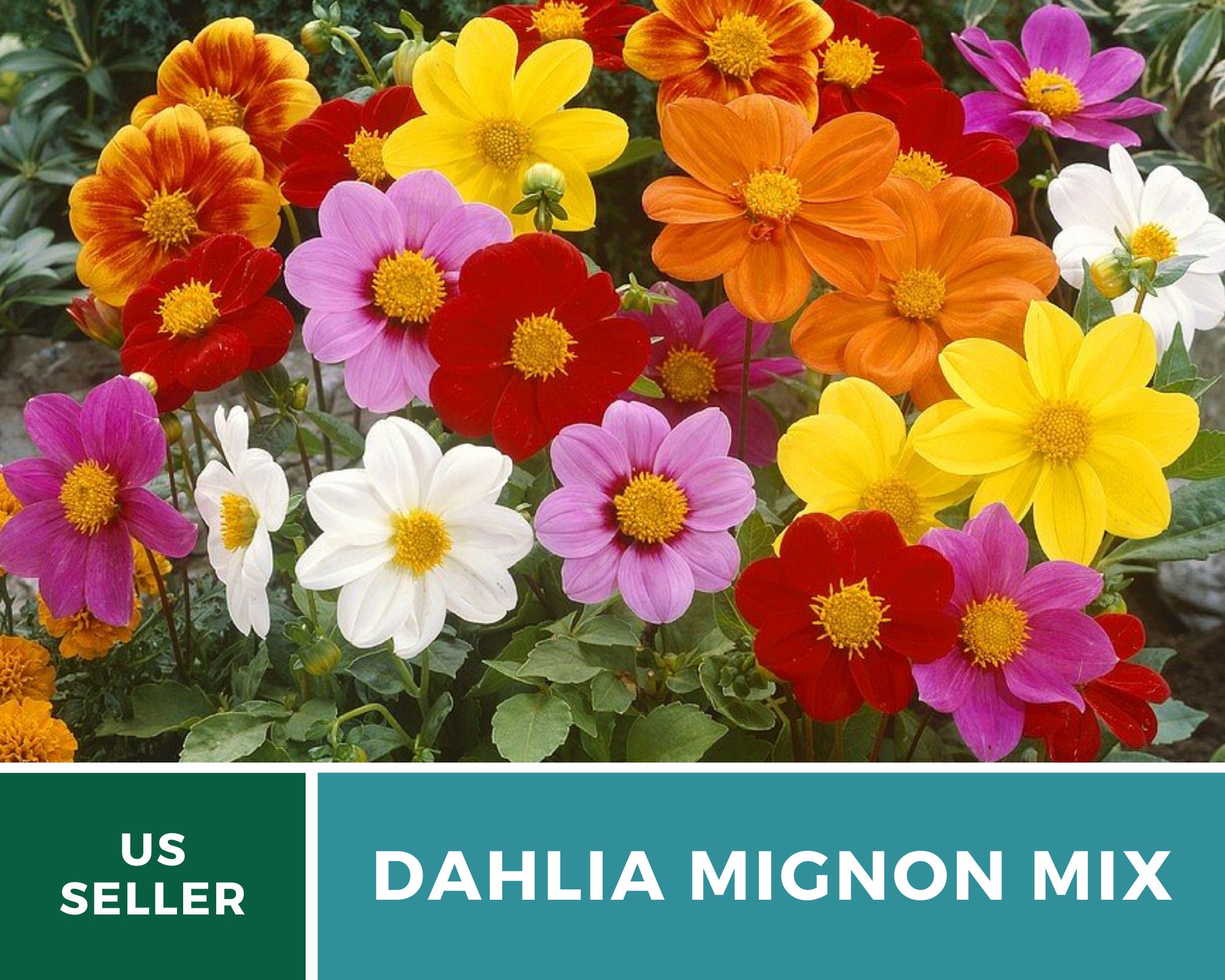 Dahlia Mignon Mix 25 Seeds Easy to Grow Stunning - Etsy