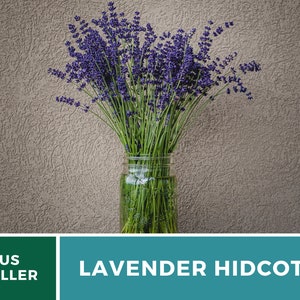 Lavender, Hidcote 50 Seeds Heirloom Flower Culinary & Medicinal Herb Lavandula angustifolia image 4