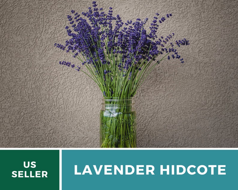 Lavender, Hidcote 50 Seeds Heirloom Flower Culinary & Medicinal Herb Lavandula angustifolia image 4