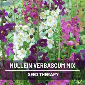 Verbascum Mix (Purple Mullein) Seeds – Heirloom Flower, Medicinal Plant, Towering Spikes, Attracts Pollinators, Non-GMO | 100 Seeds
