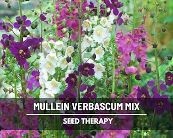 Verbascum Mix (Purple Mullein) Seeds – Heirloom Flower, Medicinal Plant, Towering Spikes, Attracts Pollinators, Non-GMO | 100 Seeds