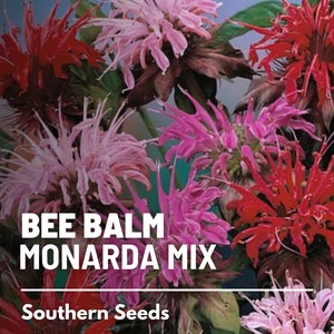 Bee Balm, Monarda Mix - 20 Seeds - Heirloom Culinary & Medicinal Herb - Non-GMO (Monarda didyma)