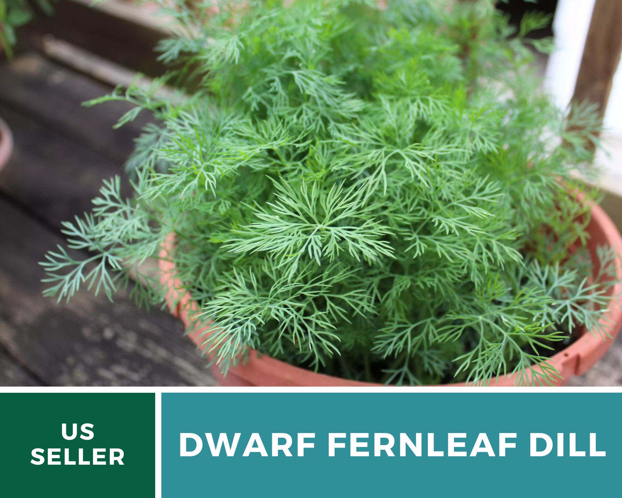 Dill Dwarf Fernleaf Heirloom Seeds Culinary Herb Nongmo Etsy
