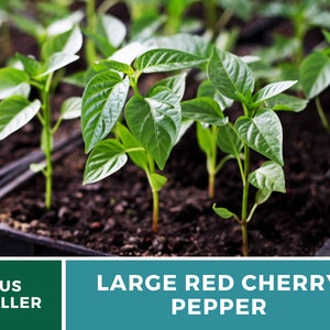 Pode incluir: Close-up de v&aacute;rias pequenas plantas de pimenta verde crescendo em uma bandeja de pl&aacute;stico preto cheia de terra marrom escura. As plantas est&atilde;o nos est&aacute;gios iniciais de crescimento, com v&aacute;rias folhas em cada caule. O texto "LARGE RED CHERRY PEPPER" &eacute; exibido abaixo da imagem.