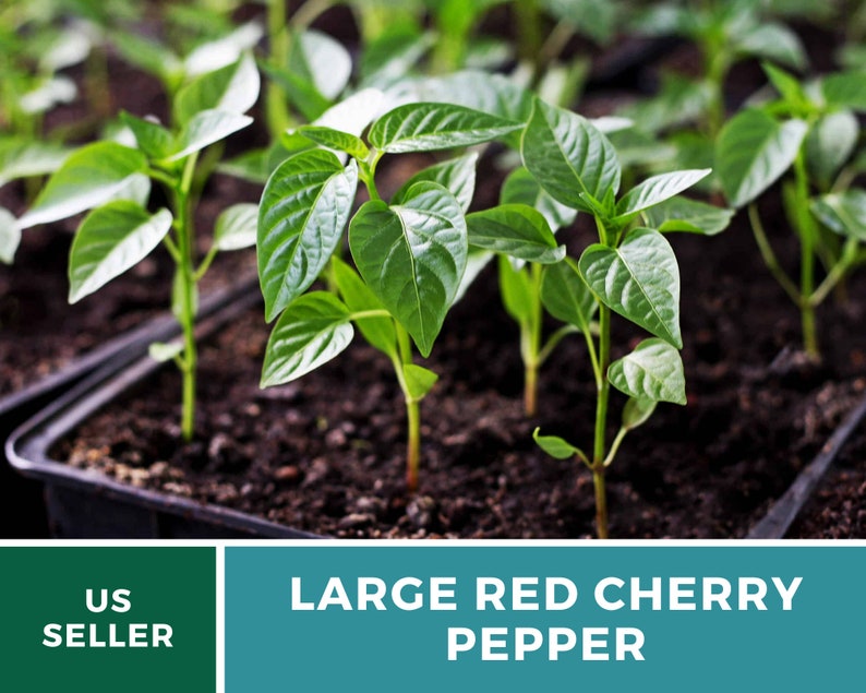 Pode incluir: Close-up de v&aacute;rias pequenas plantas de pimenta verde crescendo em uma bandeja de pl&aacute;stico preto cheia de terra marrom escura. As plantas est&atilde;o nos est&aacute;gios iniciais de crescimento, com v&aacute;rias folhas em cada caule. O texto "LARGE RED CHERRY PEPPER" &eacute; exibido abaixo da imagem.
