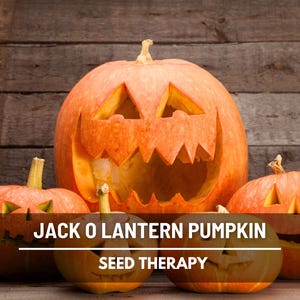Jack O’Lantern Pumpkin Seeds – Heirloom Vegetable, Classic Carving Pumpkin, Non-GMO, Ideal for Halloween Decorations | 20 Seeds