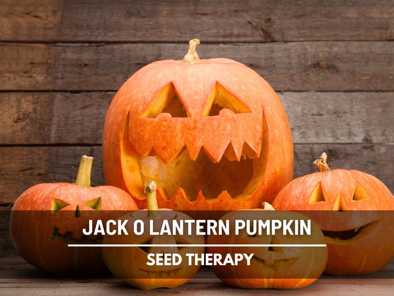 Jack O’Lantern Pumpkin Seeds – Heirloom Vegetable, Classic Carving Pumpkin, Non-GMO, Ideal for Halloween Decorations | 20 Seeds image 1