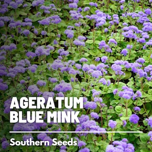 Ageratum, Blue Mink Dwarf 100 Seeds Heirloom Flower Stunning Blue Blooms, Wildflower, Cut Flowers Ageratum houstonianum image 2