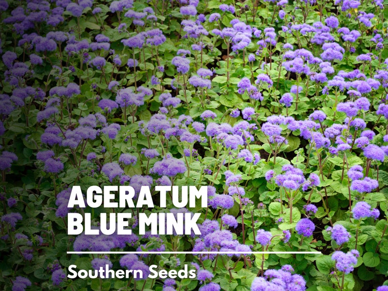 Ageratum, Blue Mink Dwarf 100 Seeds Heirloom Flower Stunning Blue Blooms, Wildflower, Cut Flowers Ageratum houstonianum image 2