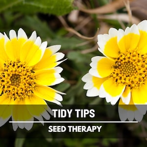 Golden Wave Tickseed Seeds – Heirloom, Long-Lasting Blooms, Dye Flower, Wildflower, Garden Favorite | 100 Seeds