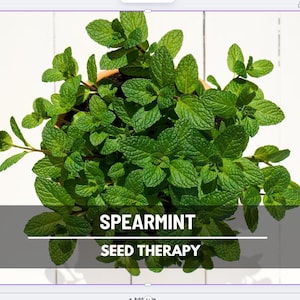 Spearmint Seeds – Heirloom Herb, Culinary & Medicinal Plant, Cool and Minty, Ideal Herbal Tea, Garden Gift | 200 Seeds