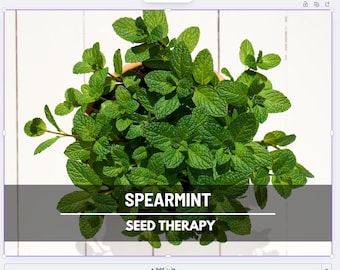 Spearmint Seeds – Heirloom Herb, Culinary & Medicinal Plant, Cool and Minty, Ideal Herbal Tea, Garden Gift | 200 Seeds