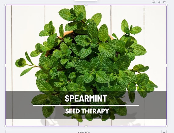 planting spearmint seeds Spearmint – 200 Seeds main image 1
