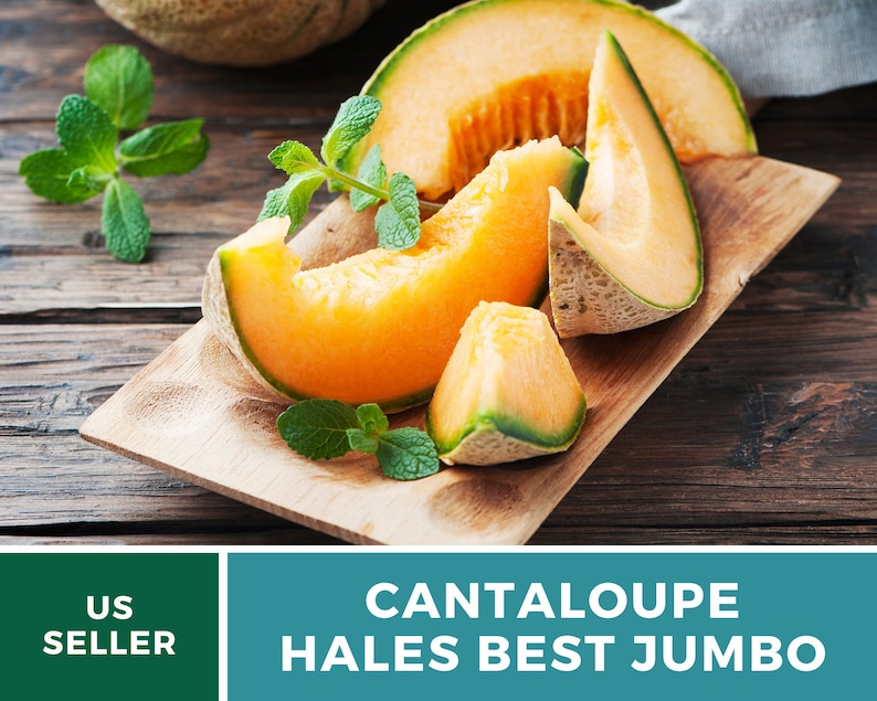 Melon Hales Best Jumbo Cantaloupe 50 Seeds Heirloom Non Etsy