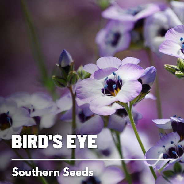 Bird's Eye - 100 Seeds - Heirloom Flower- Delicate Blooms (Gypsophila tricolor)