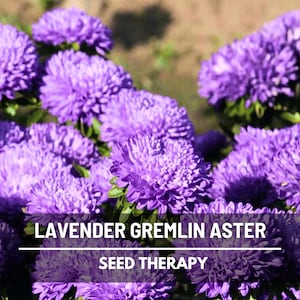 Gremlin Lavender Aster Seeds – Heirloom, Fluffy Lavender Flowers, Unusual Double Blooms & Easy to Grow | 50 Seeds image 1
