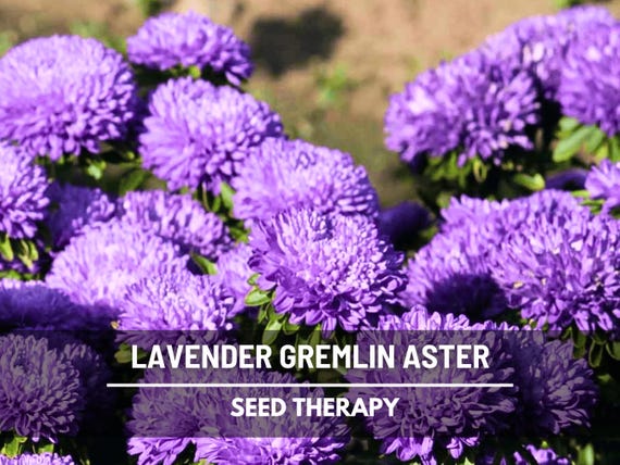 Gremlin Lavender Aster Seeds – Heirloom, Fluffy Lavender Flowers, Unusual Double Blooms & Easy to Grow | 50 Seeds