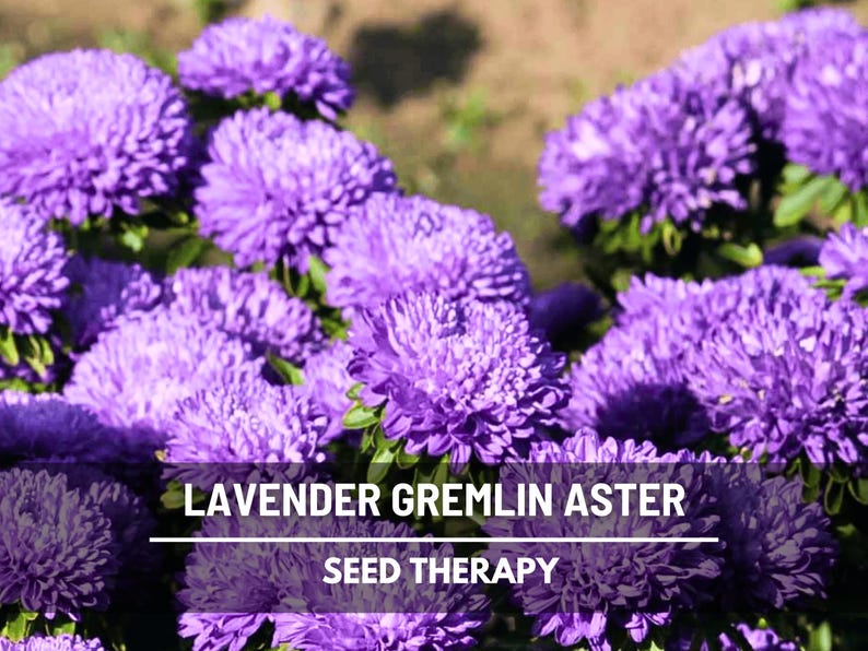 Gremlin Lavender Aster Seeds – Heirloom, Fluffy Lavender Flowers, Unusual Double Blooms & Easy to Grow | 50 Seeds image 1
