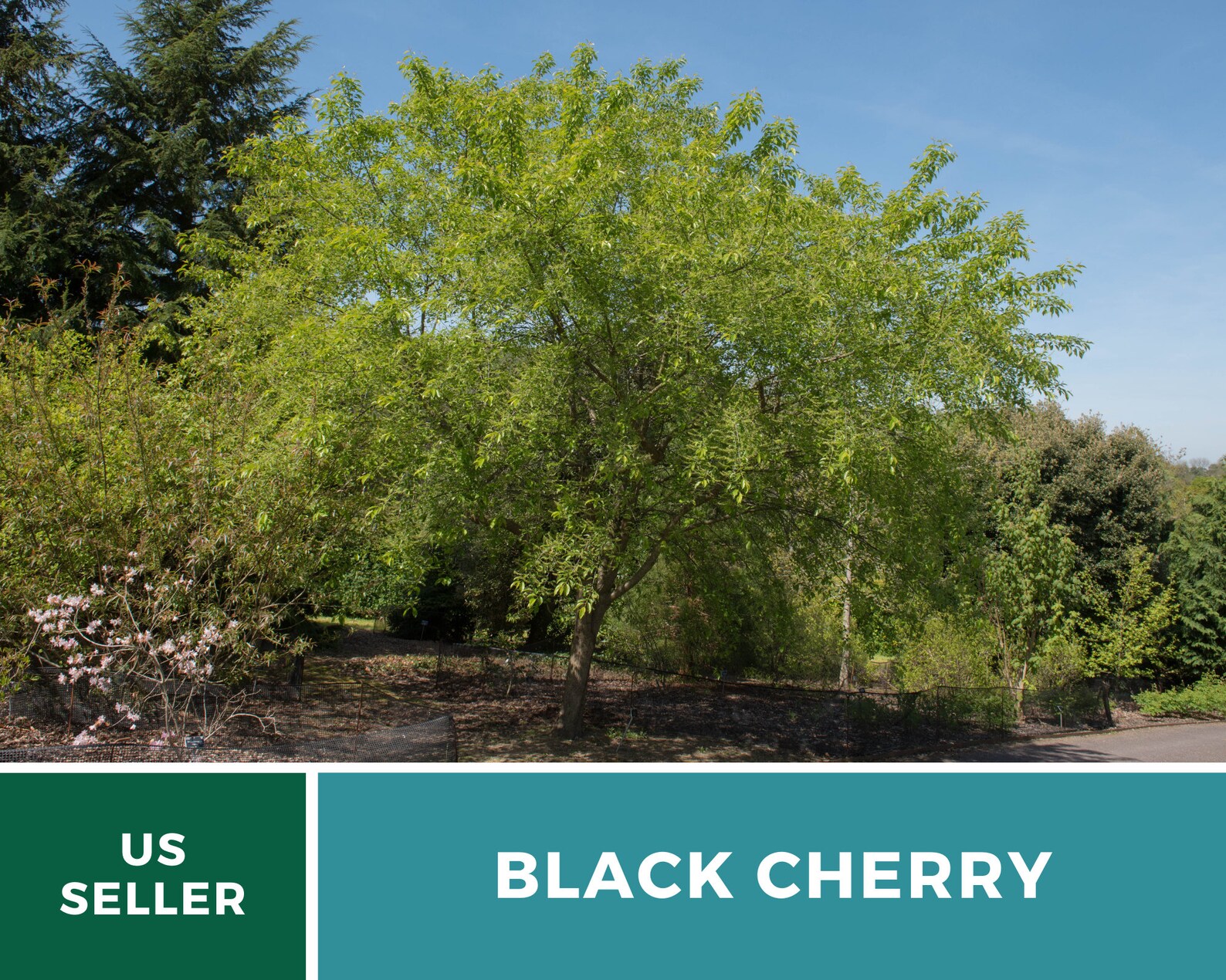 Cherry Black Cherry Tree 15 Seeds Culinary & Medicinal Etsy