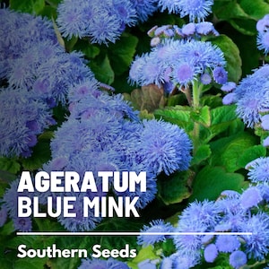 Ageratum, Blue Mink Dwarf 100 Seeds Heirloom Flower Stunning Blue Blooms, Wildflower, Cut Flowers Ageratum houstonianum image 1