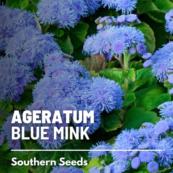 Cut Flower Seeds Etsy